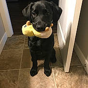 Charlie joined the competition — help win amazing prizes! dog, black_dog, puppy, toy, plush_toy, indoor, tile_floor, waiting, pet, animal, cute, sitting, looking_up, playful, house, door, light, shadow, floor, companion
