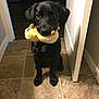 dog, black_dog, puppy, toy, plush_toy, indoor, tile_floor, waiting, pet, animal, cute, sitting, looking_up, playful, house, door, light, shadow, floor, companion