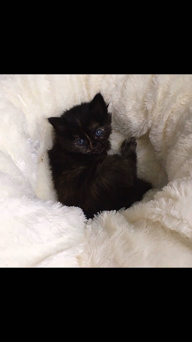 Pim'S a rejoint le concours — aidez-le/la à gagner de superbes lots ! black, black_and_white, black_cat, british_longhair, british_semi_longhair, carnivore, cat, domestic_long_haired_cat, eye, fawn, felidae, fur, kitten, mammal, norwegian_forest_cat, paw, persian, sky, small_to_medium_sized_cats, whiskers