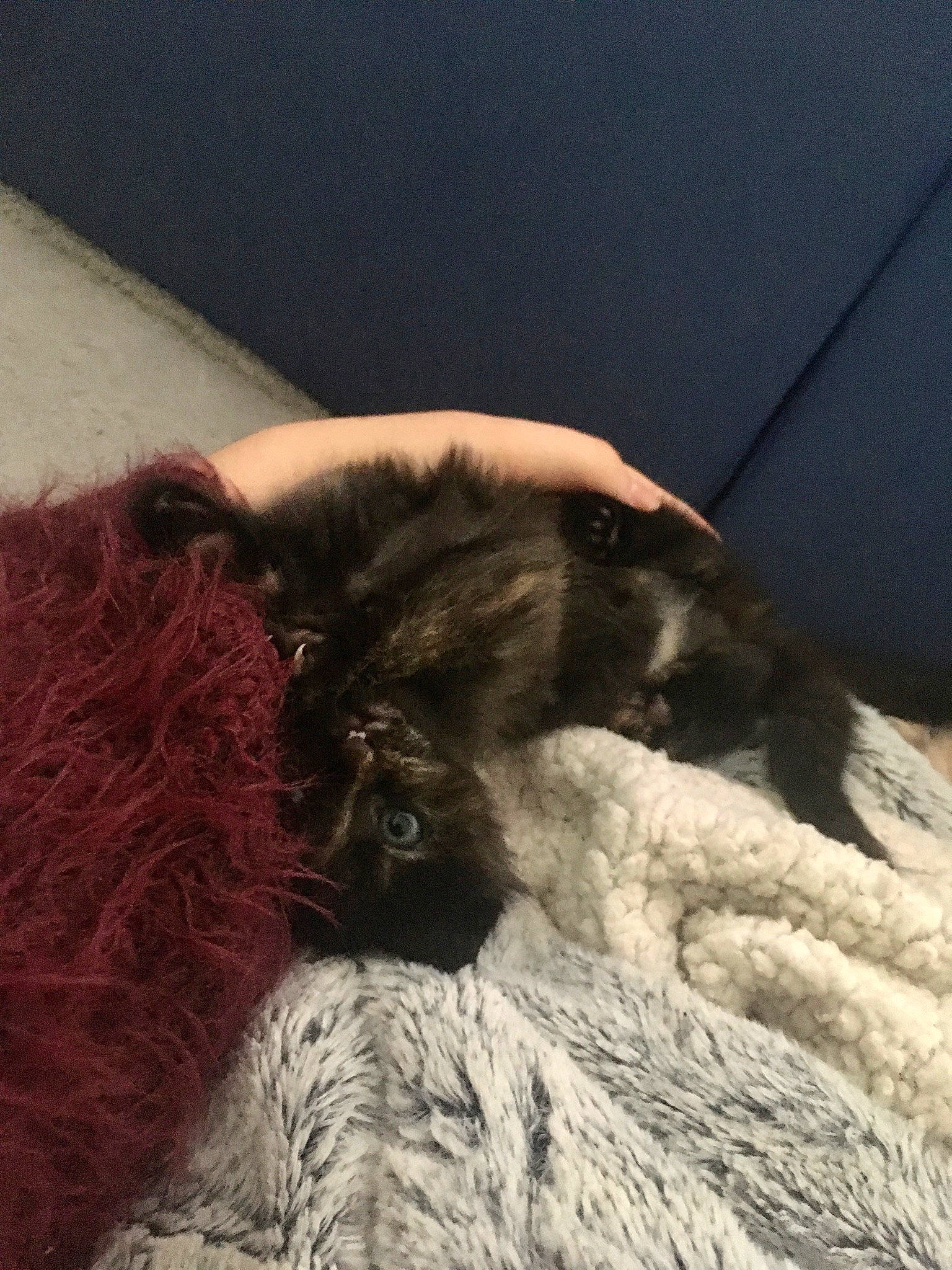 Pim'S a rejoint le concours — aidez-le/la à gagner de superbes lots ! carnivore, cat, claw, ear, felidae, fur, fur_clothing, nap, small_to_medium_sized_cats, tail, textile