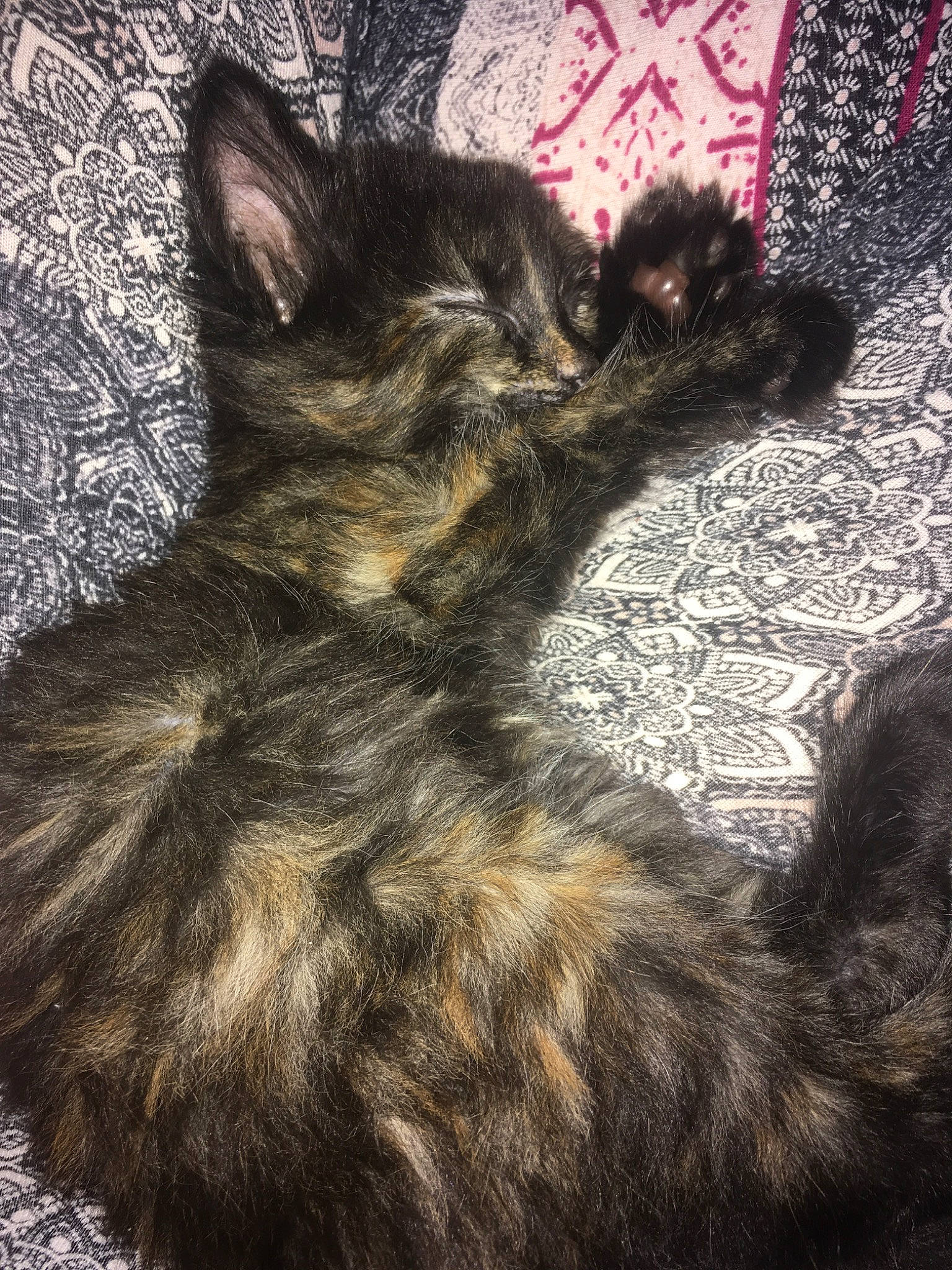 Pim'S participe au concours pour gagner de l'argent avec cette photo : asian, carnivore, cat, domestic_long_haired_cat, domestic_short_haired_cat, ear, european_shorthair, fawn, felidae, fur, german_rex, kitten, maine_coon, mammal, norwegian_forest_cat, paw, small_to_medium_sized_cats, tabby_cat, tail, whiskers