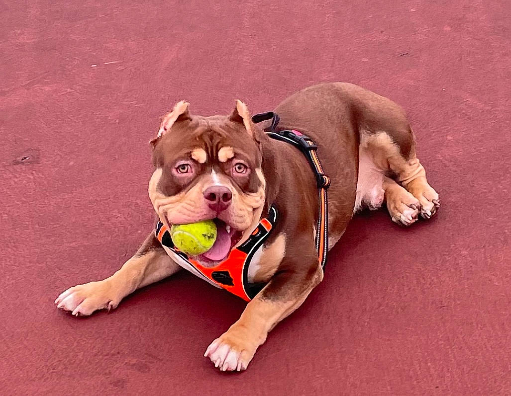 Taz is registered to the contest to win money with this photo: ancient_dog_breeds, ball, bulldog, canidae, carnivore, collar, companion_dog, dog, dog_breed, dog_clothes, dog_collar, dog_supply, fawn, leash, personal_protective_equipment, pet_supply, tennis_ball, working_animal, working_dog, wrinkle