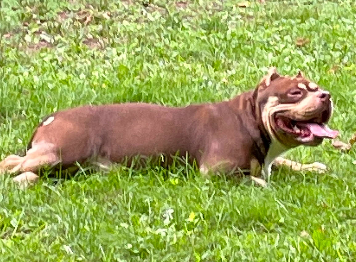 Taz joined the competition — help win amazing prizes! carnivore, companion_dog, dog, dog_breed, grass, groundcover, hunting_dog, liver, sporting_group, terrestrial_animal, whiskers, working_animal, working_dog