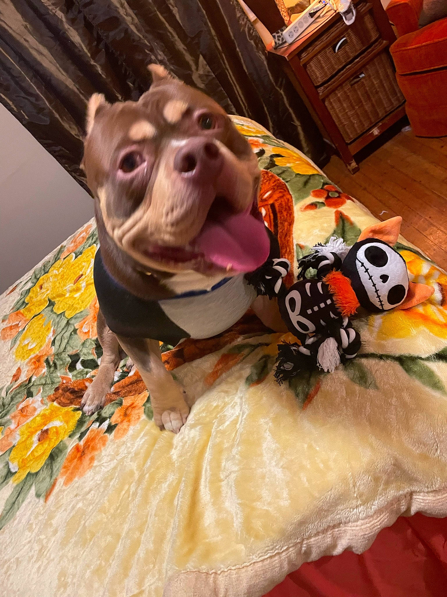 Taz joined the competition — help win amazing prizes! art, canidae, carnivore, companion_dog, dog, dog_breed, dog_clothes, dog_supply, drawer, fawn, orange, personal_protective_equipment, room, snout, sporting_group, suidae, terrestrial_animal, toy, wood, working_animal