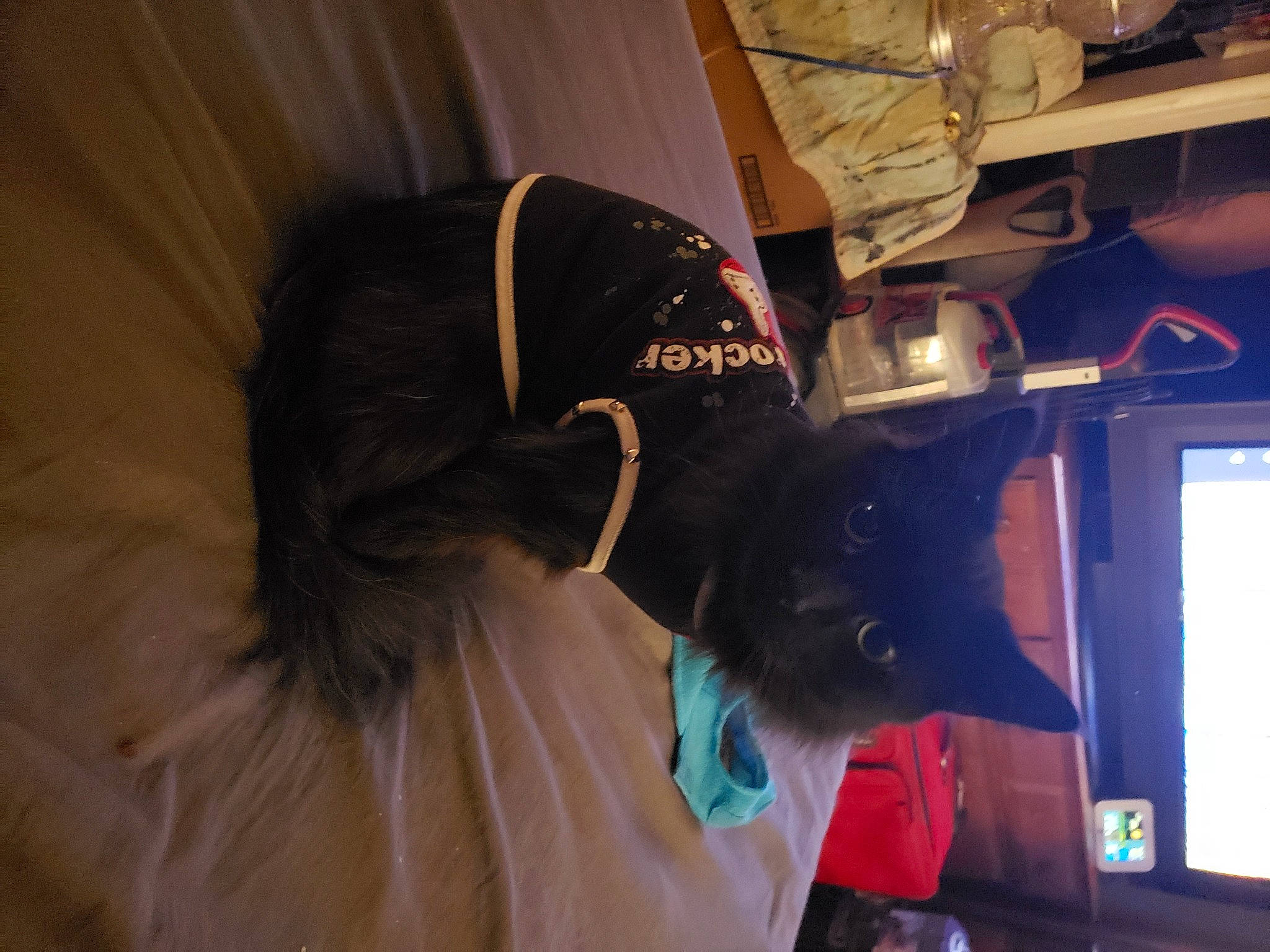 Booger joined the competition — help win amazing prizes! black_cat, canidae, carnivore, comfort, companion_dog, display_device, dog, dog_breed, ear, electric_blue, felidae, fur, gadget, machine, personal_protective_equipment, room, small_to_medium_sized_cats, snout, sporting_group, whiskers