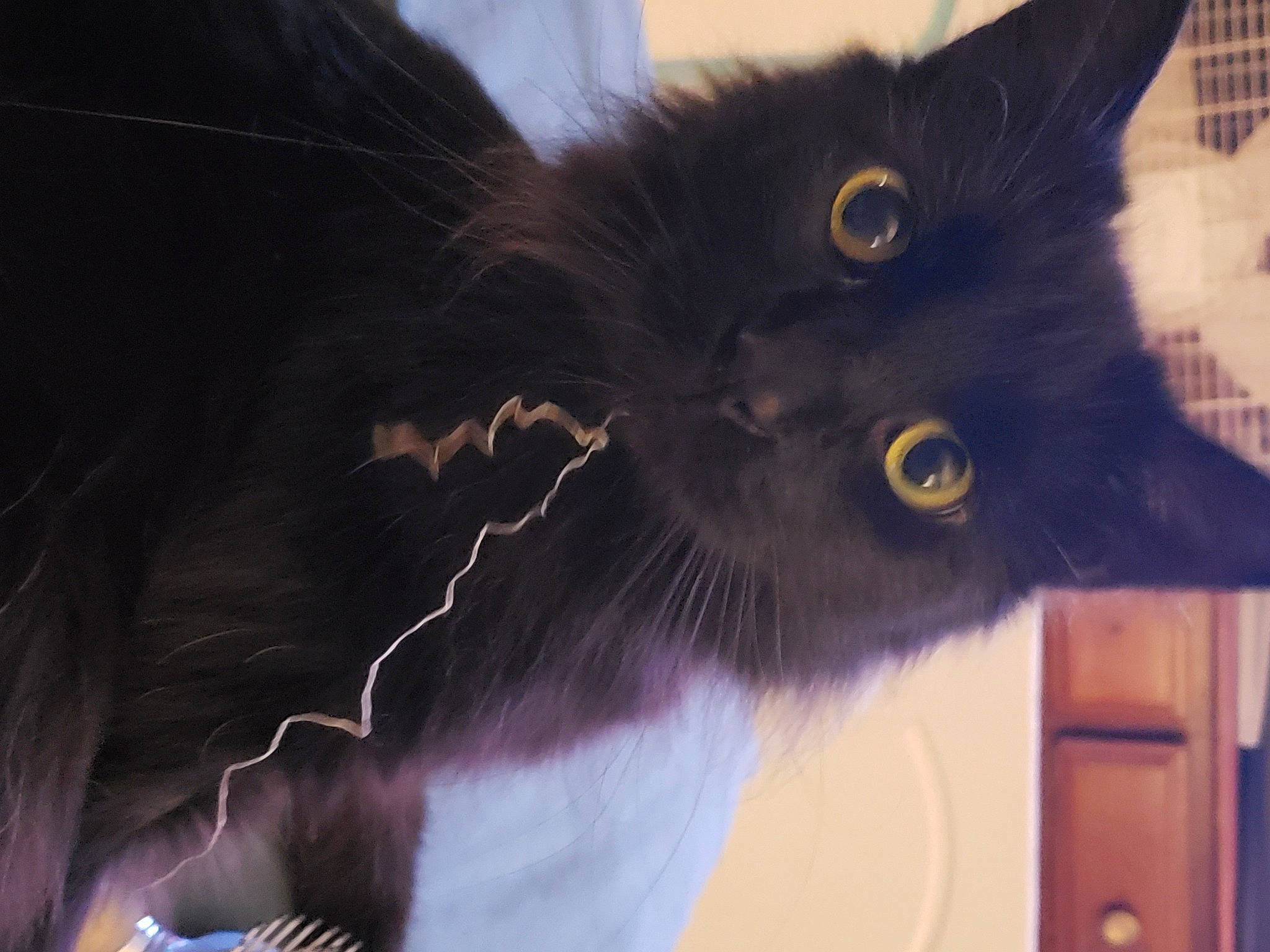 Booger joined the competition — help win amazing prizes! black_cat, bombay, carnivore, cat, claw, domestic_short_haired_cat, door, electric_blue, felidae, fur, small_to_medium_sized_cats, snout, tail, whiskers, window