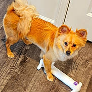 Ranger joined the competition — help win amazing prizes! dog, golden, fluffy, pet, toy, plush_toy, floor, wooden_floor, indoors, curled_tail, small_dog, brown, white_toy, door, pet_toy, looking, standing, fur, animal, cute