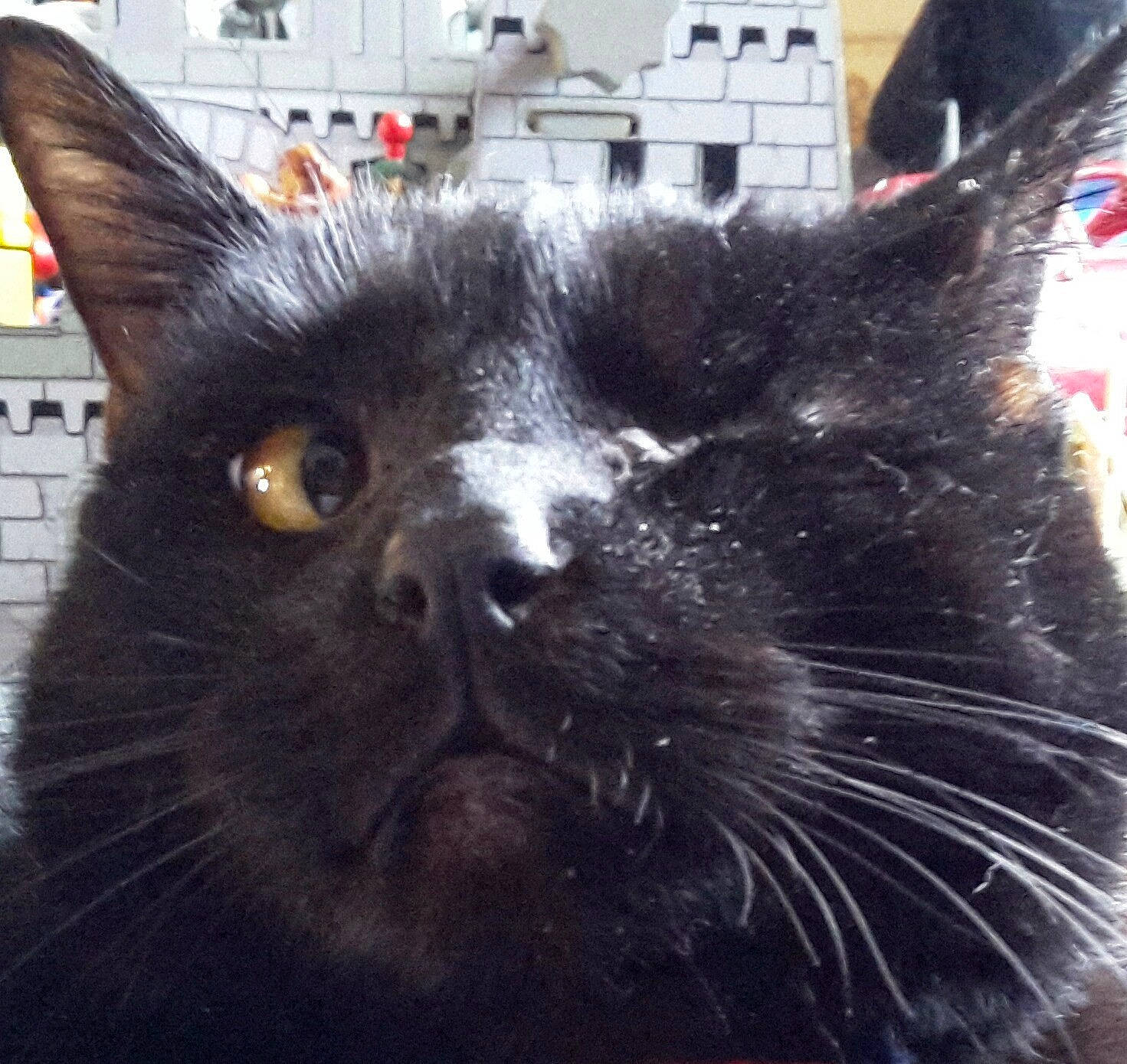 Mr. Peanut is registered to the contest to win money with this photo: black_cat, bombay, carnivore, cat, claw, comfort, domestic_short_haired_cat, eye, felidae, fur, paw, plant, sky, small_to_medium_sized_cats, square, tail, terrestrial_animal, whiskers