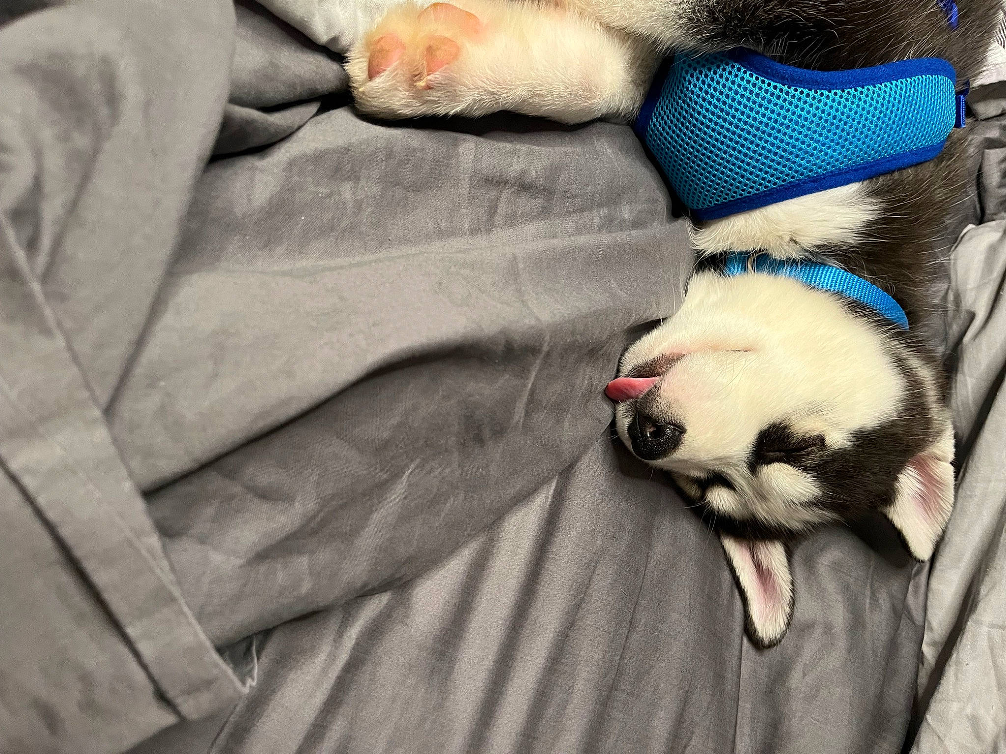 Blu joined the competition — help win amazing prizes! canidae, carnivore, cat, comfort, companion_dog, dog, dog_breed, electric_blue, fawn, felidae, fur, grey, linens, nap, small_to_medium_sized_cats, snout, sporting_group, tail, textile, whiskers