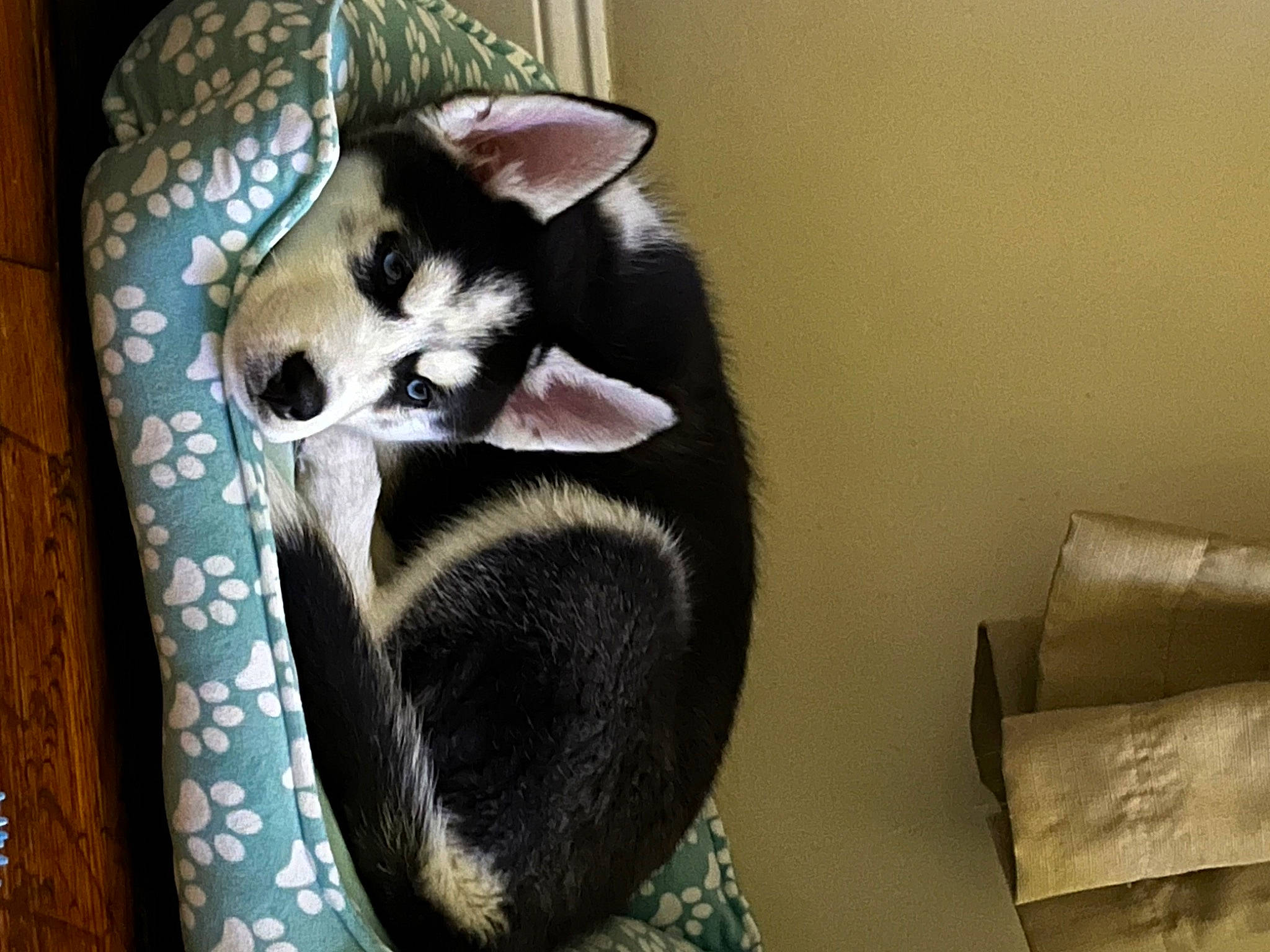 Blu is registered to the contest to win money with this photo: canidae, carnivore, comfort, companion_dog, dog, dog_breed, dog_supply, felidae, fur, non_sporting_group, paw, pet_supply, shipping_box, siberian_husky, small_to_medium_sized_cats, snout, sporting_group, tail, whiskers, working_animal