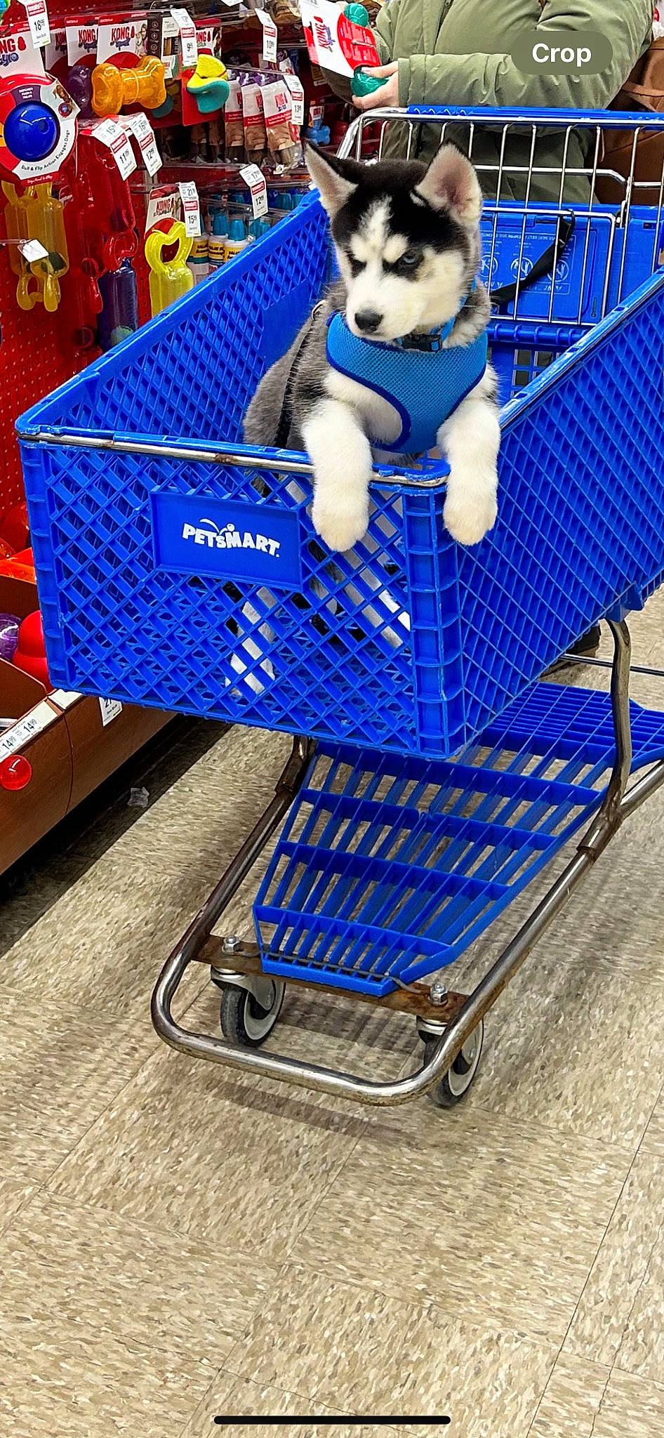 Blu is registered to the contest to win money with this photo: blue, cart, electric_blue, fun, fur, leisure, motor_vehicle, plastic, product, shopping_cart, sitting, tire, wheel