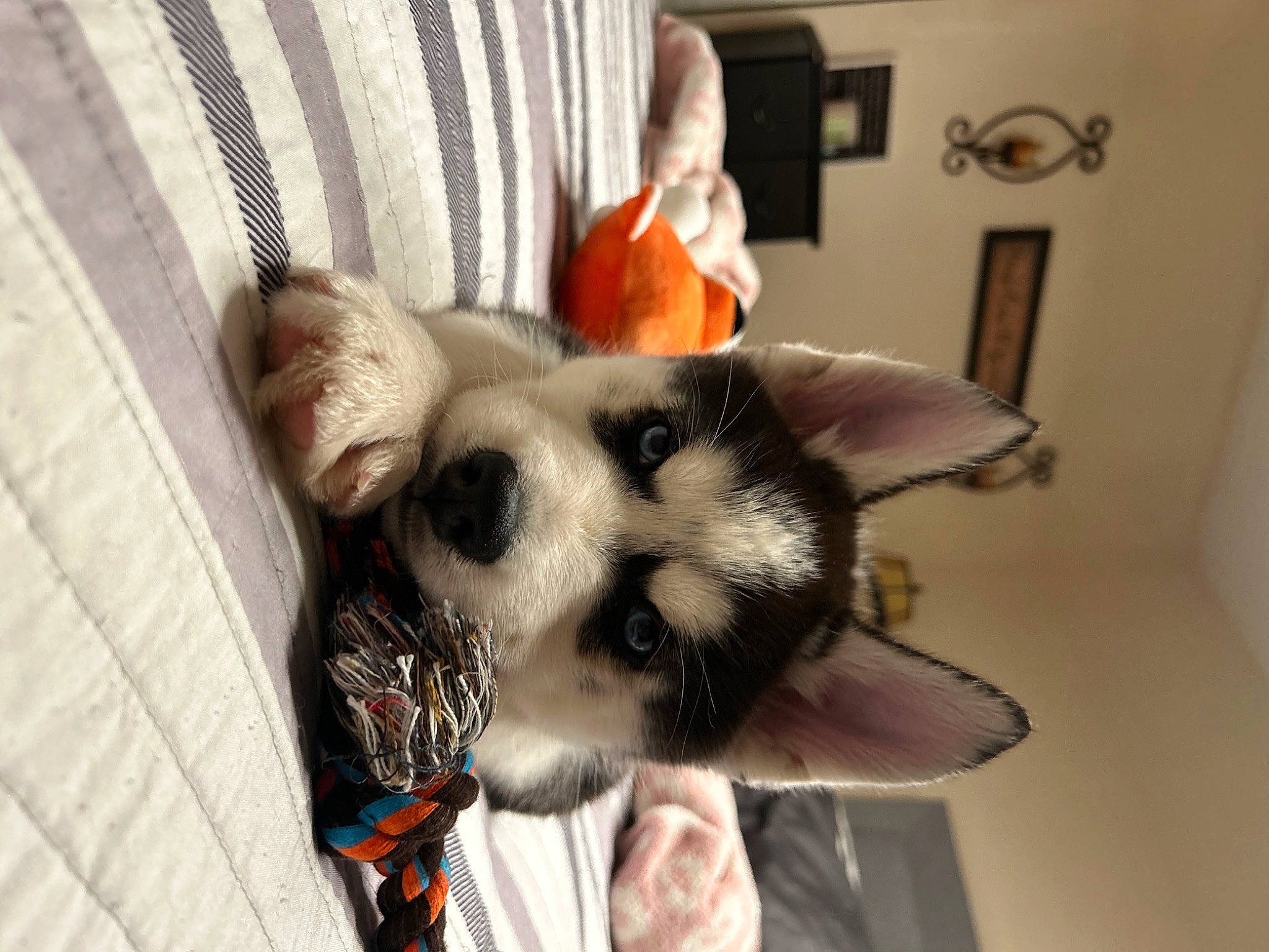 Blu joined the competition — help win amazing prizes! canidae, carnivore, comfort, companion_dog, dog_breed, ear, eyelash, eyewear, fashion_accessory, fawn, felidae, flooring, fur, fur_clothing, picture_frame, room, small_to_medium_sized_cats, snout, sporting_group, whiskers