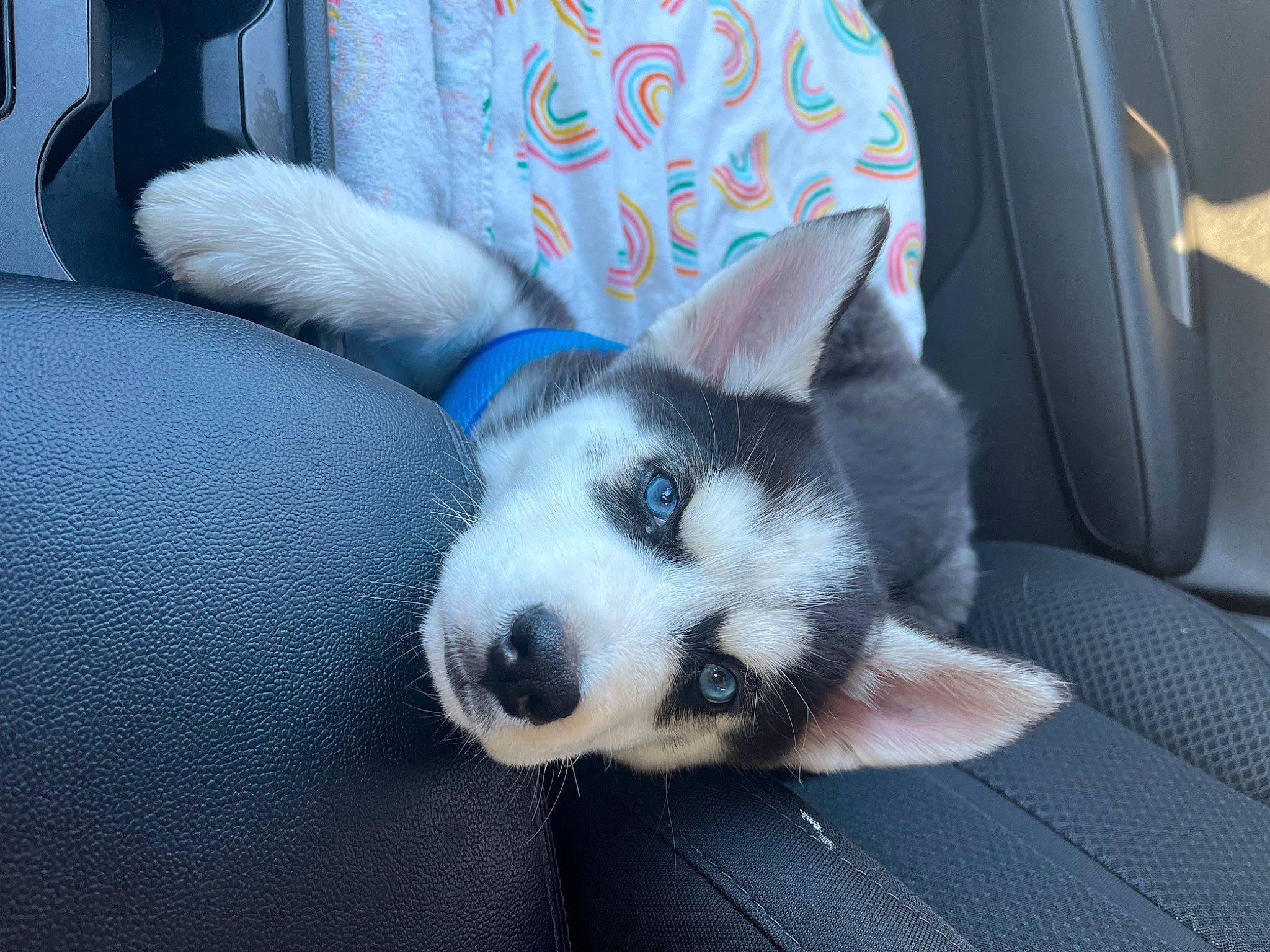 Blu joined the competition — help win amazing prizes! canidae, carnivore, comfort, companion_dog, dog, dog_breed, electric_blue, felidae, foot, fur, nap, paw, siberian_husky, sled_dog, snout, sporting_group, terrestrial_animal, vehicle, whiskers, working_dog