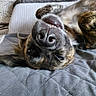 dog, pet, bed, upside_down, smiling, teeth, fur, blanket, pillow, cozy, indoor, resting, cute, playful, animal, canine, close_up, relaxed, home, sleepy