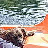 Opaline participe au concours pour gagner de l'argent avec cette photo : dog, water, lake, paddle_boat, outdoor, pet, relaxing, animal, resting, sunlight, nature, summer, ripples, fur, canine, floating, recreation, vacation, peaceful, leisure