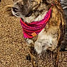 Opaline participe au concours pour gagner de l'argent avec cette photo : dog, brindle, bandana, pink_bandana, pet, animal, outdoor, gravel, fur, canine, alert, standing, looking_away, closeup, mammal, companion, domestic_animal, portrait, friendly, brown_fur