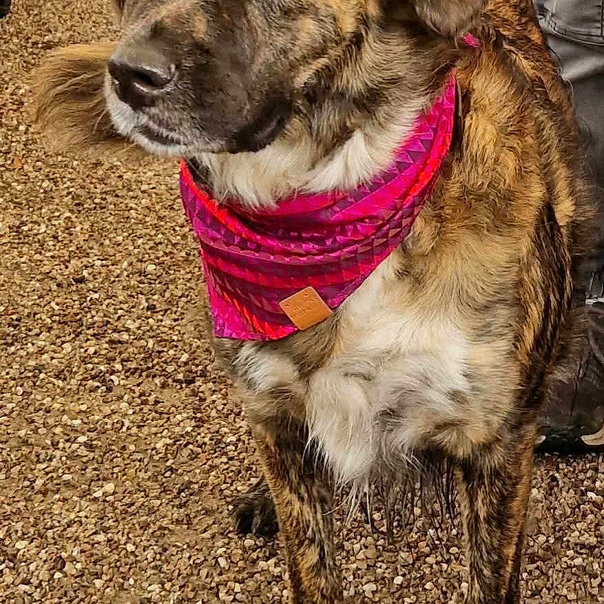 Opaline participe au concours pour gagner de l'argent avec cette photo : dog, brindle, bandana, pink_bandana, pet, animal, outdoor, gravel, fur, canine, alert, standing, looking_away, closeup, mammal, companion, domestic_animal, portrait, friendly, brown_fur
