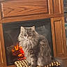 cat, fluffy_cat, gray_cat, long_hair, pet, animal, sitting, cushion, fireplace, fire, glowing_logs, wood, indoors, home, furniture, warmth, portrait, front_view, serious_expression, cozy