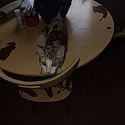 Callie is registered to the contest to win money with this photo: cat, table, indoor, pet, curious, feline, household_items, dim_lighting, wooden_chair, window, container, domestic, furniture, calico_cat, floor, kitten, looking_up, scratched_table, chair, home