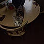 cat, table, indoor, pet, curious, feline, household_items, dim_lighting, wooden_chair, window, container, domestic, furniture, calico_cat, floor, kitten, looking_up, scratched_table, chair, home