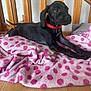 animal, black_dog, blanket, collar, cozy, curious, cute, dog, domestic_animal, floor, fur, indoor, pet, pink_blanket, polka_dot, puppy, red_collar, stretching, wooden_railing, young_dog