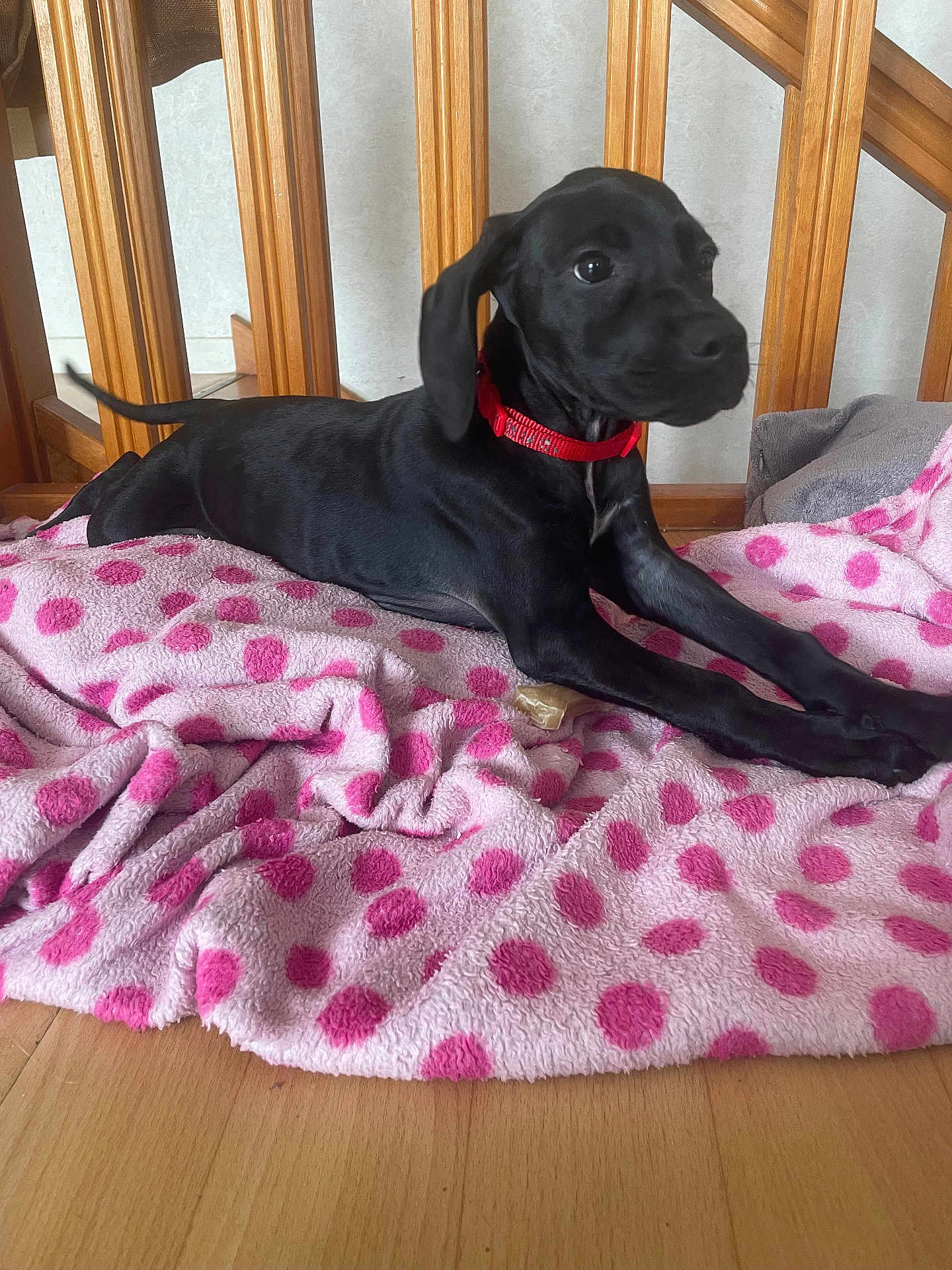 Annabelle participe au concours pour gagner de l'argent avec cette photo : dog, puppy, black_dog, pet, collar, red_collar, blanket, pink_blanket, polka_dot, wooden_railing, floor, indoor, curious, stretching, animal, cute, cozy, young_dog, fur, domestic_animal