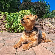 Curly participe au concours pour gagner de l'argent avec cette photo : dog, outdoor, sunlight, brick_patio, ivy, stone_wall, greenery, blue_sky, pet, canine, fur, collar, relaxed, nature, summer, daytime, animal, laying_down, alert, garden