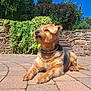 dog, outdoor, sunlight, brick_patio, ivy, stone_wall, greenery, blue_sky, pet, canine, fur, collar, relaxed, nature, summer, daytime, animal, laying_down, alert, garden