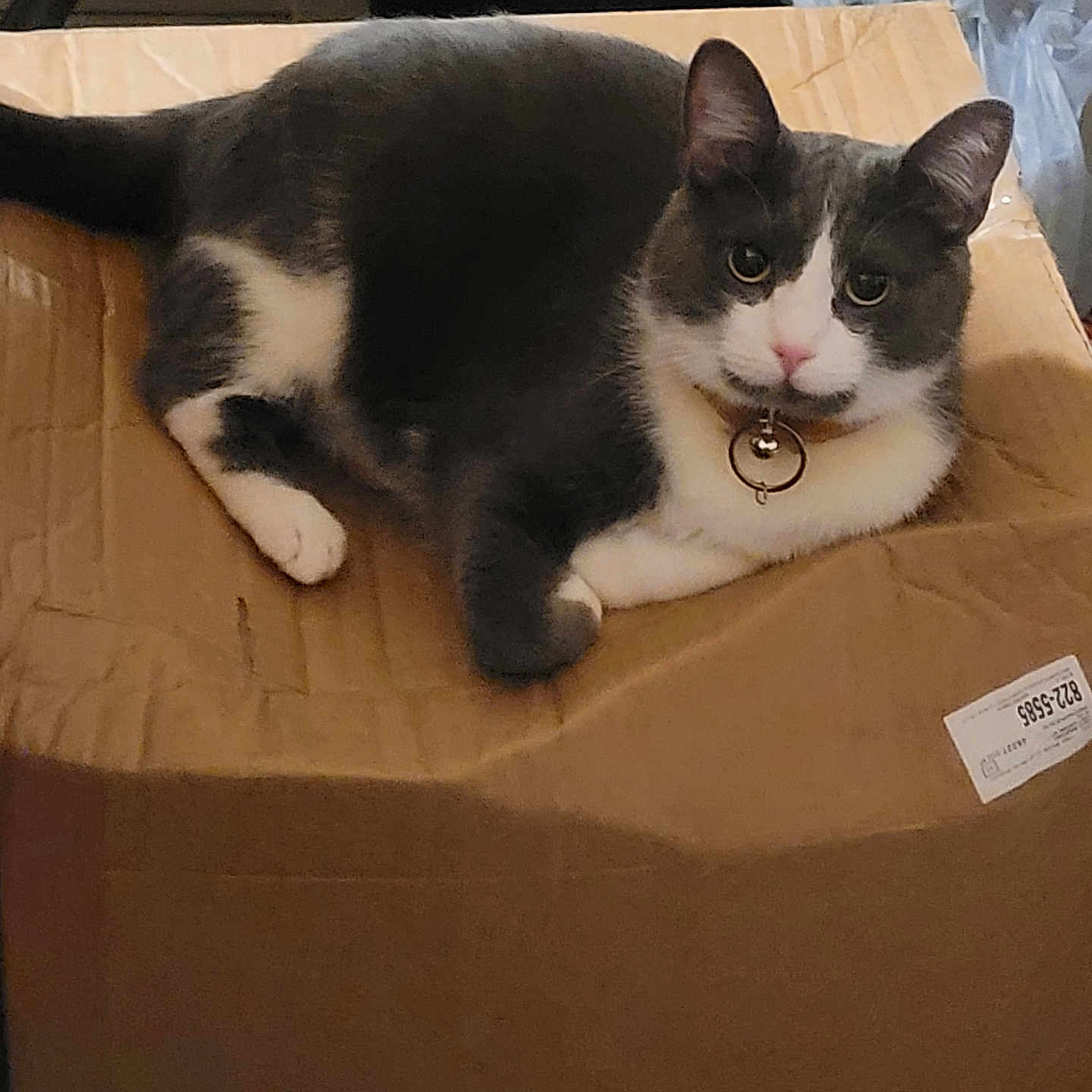 Babaloo Brisard is registered to the contest to win money with this photo: abyssinian, animal, box, cardboard, carton, cat, computer, couch, electronics, furniture, indoors, kitten, laptop, manx, package, packagedelivery, pc, person, pet, sleeping