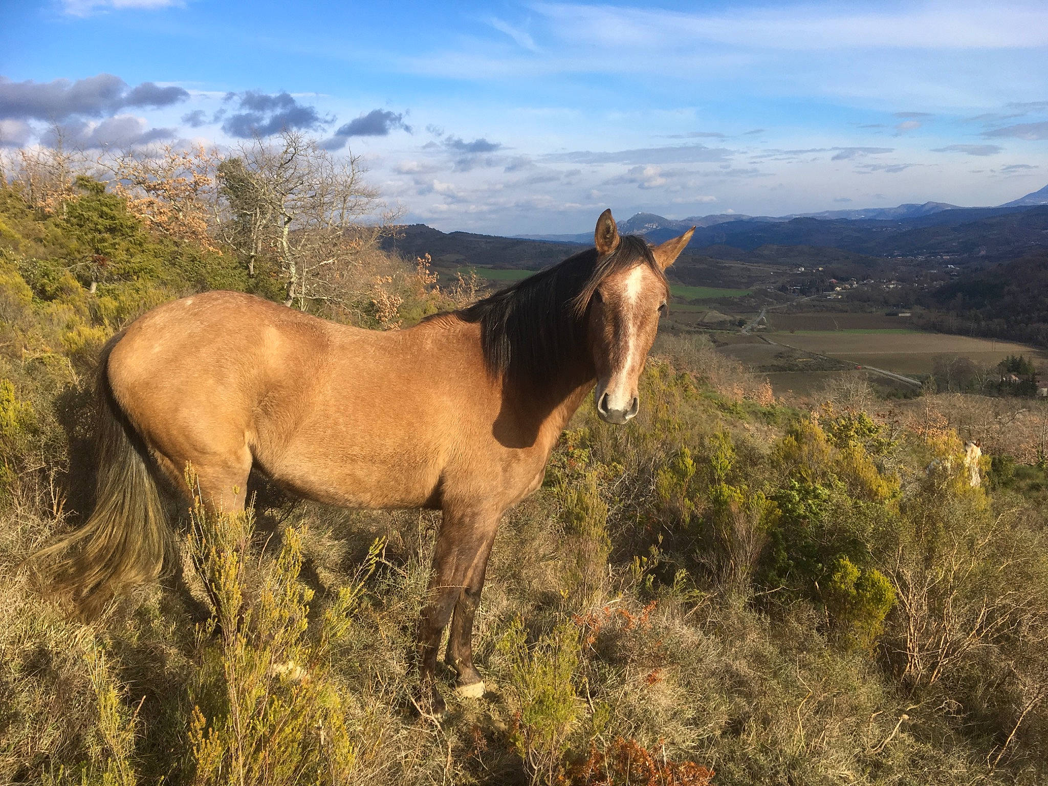 Mistral participe au concours pour gagner de l'argent avec cette photo : cloud, colt, ecoregion, fell, grassland, hill, horse, landscape, livestock, mane, mare, mountain, mustang_horse, national_park, pasture, rural_area, sky, stallion, wilderness, wildlife
