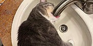 Rascal is registered to the contest to win money with this photo: animal, bathroom, cat, closeup, countertop, cute, domestic_cat, faucet, fur, gray_cat, household, hydration, indoor, licking, pet, sink, tongue, water, whiskers, white_cat