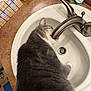 animal, bathroom, cat, closeup, countertop, cute, domestic_cat, faucet, fur, gray_cat, household, hydration, indoor, licking, pet, sink, tongue, water, whiskers, white_cat