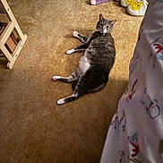 Rascal is registered to the contest to win money with this photo: animal, bedspread, carpet, cat, cozy, curious, cute, domestic, floor, furniture, gray_cat, indoor, looking, lying_down, pet, relaxing, room, slippers, socks, white_paws