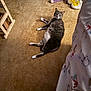 animal, bedspread, carpet, cat, cozy, curious, cute, domestic, floor, furniture, gray_cat, indoor, looking, lying_down, pet, relaxing, room, slippers, socks, white_paws