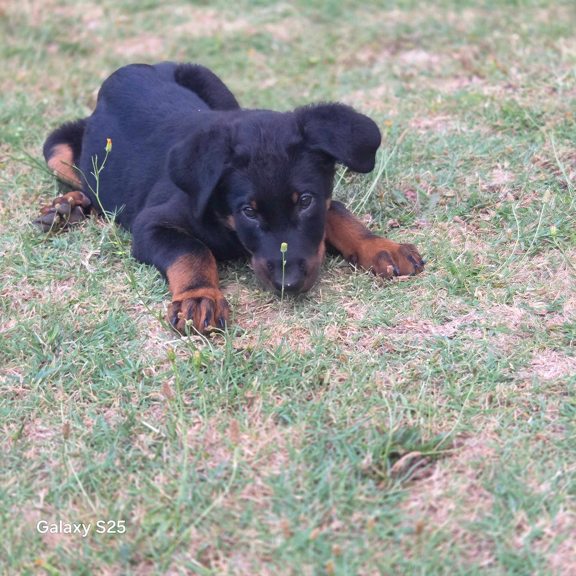 Bosko
