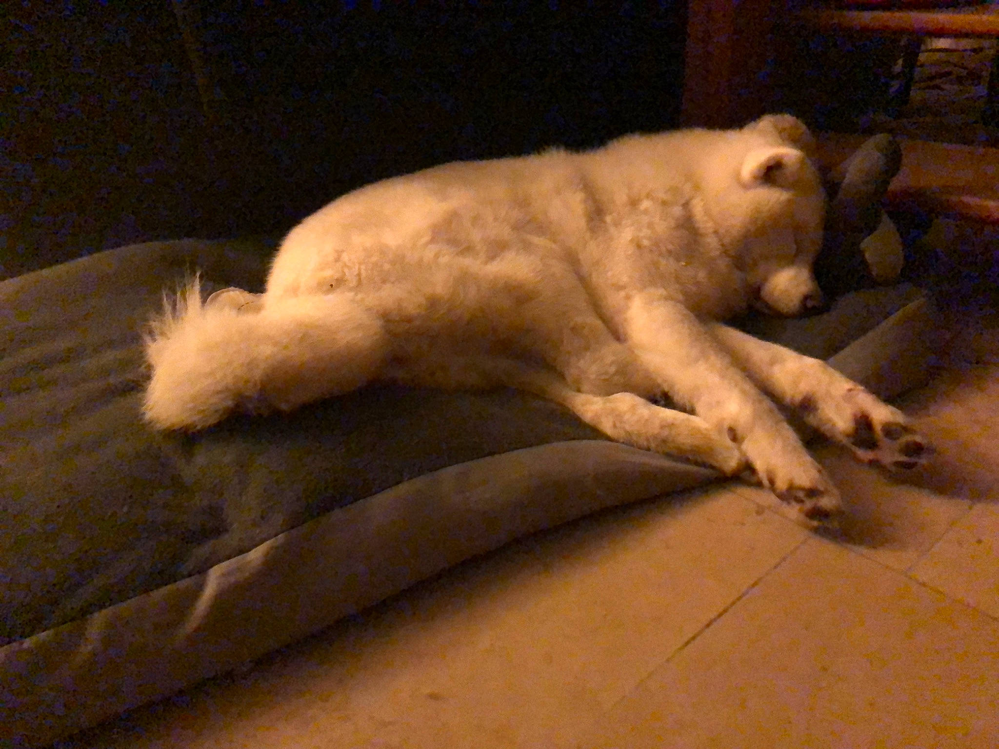 Oana participe au concours pour gagner de l'argent avec cette photo : canidae, carnivore, cat, dog, dog_breed, fawn, felidae, paw, sporting_group