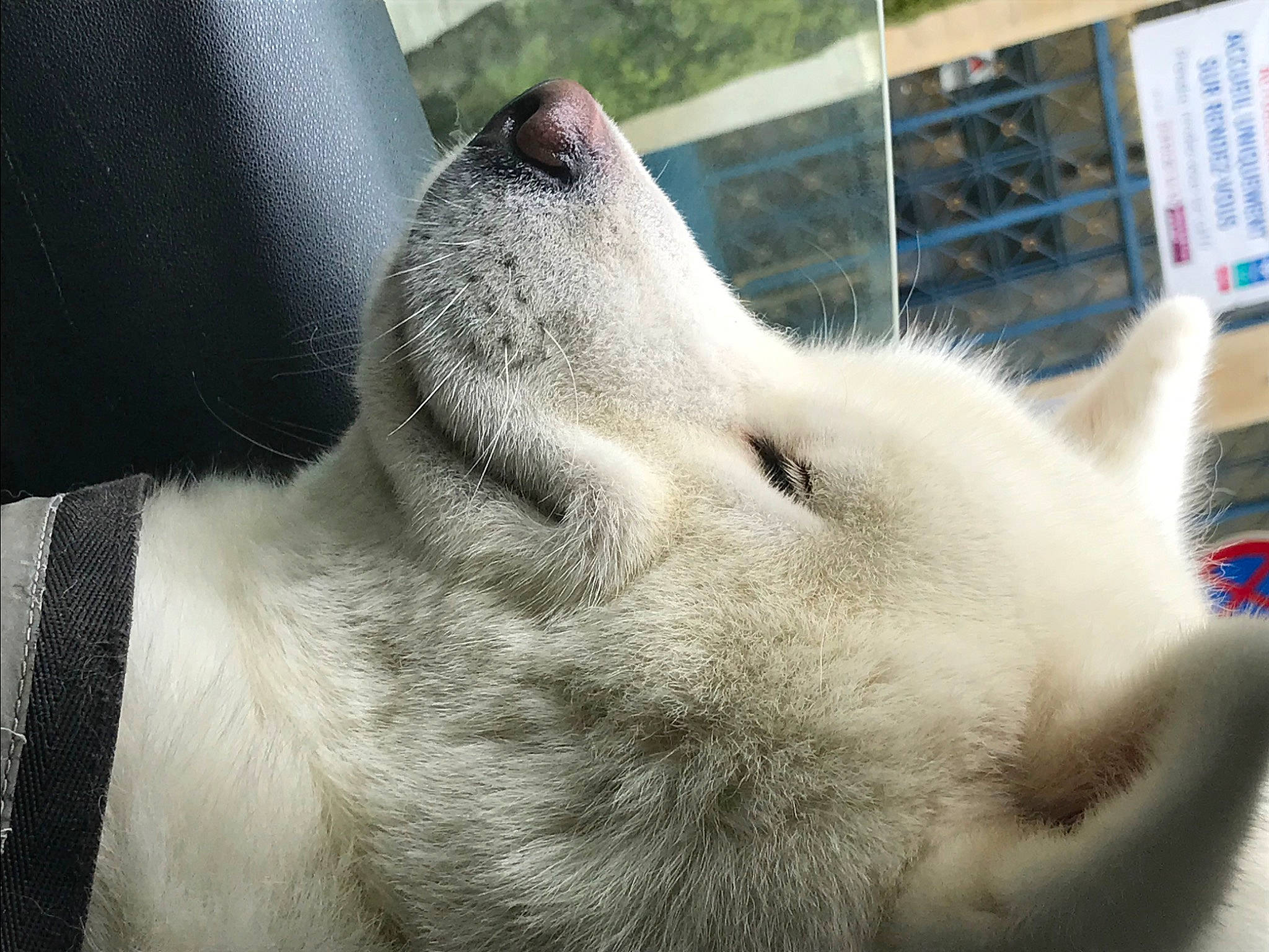 Oana a rejoint le concours — aidez-le/la à gagner de superbes lots ! canidae, carnivore, dog, dog_breed, hokkaido, kishu, korean_jindo_dog, mammal, non_sporting_group, norwegian_buhund, nose, siberian_husky, snout, vertebrate, whiskers