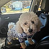 dog, white_dog, curly_fur, pet_clothing, car_interior, leather_seat, center_console, window, daylight, outdoor_view, vehicle, seatbelt, cute_dog, small_dog, companion_pet, looking_at_camera, indoor, puppy, animal, fur