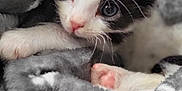 Oréo a rejoint le concours — aidez-le/la à gagner de superbes lots ! animal, black_and_white, blanket, cat, close_up, cozy, cute, fur, furry, indoor, kitten, paw, pet, pink_paw, resting, sleeping_area, soft, tuxedo_cat, whiskers, young