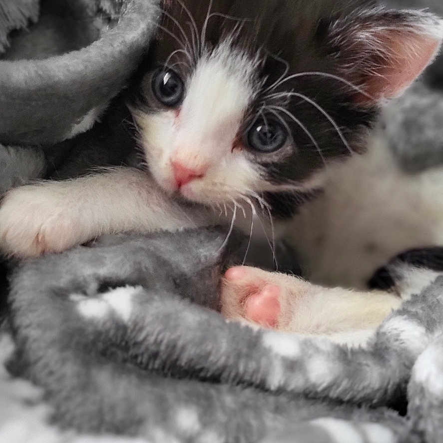 Oréo a rejoint le concours — aidez-le/la à gagner de superbes lots ! animal, black_and_white, blanket, cat, close_up, cozy, cute, fur, furry, indoor, kitten, paw, pet, pink_paw, resting, sleeping_area, soft, tuxedo_cat, whiskers, young