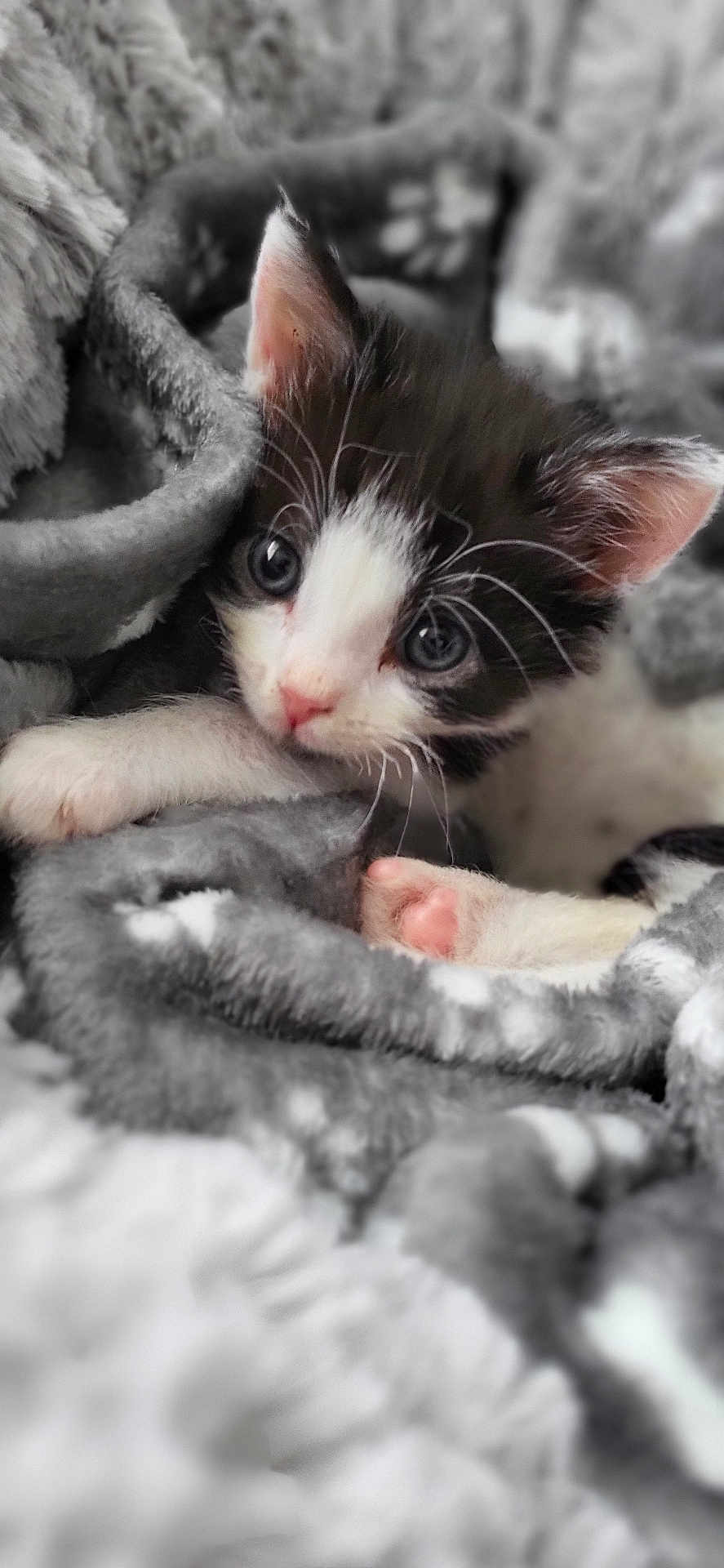 Oréo a rejoint le concours — aidez-le/la à gagner de superbes lots ! animal, black_and_white, blanket, cat, close_up, cozy, cute, fur, furry, indoor, kitten, paw, pet, pink_paw, resting, sleeping_area, soft, tuxedo_cat, whiskers, young