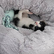 Oréo participe au concours pour gagner de l'argent avec cette photo : animal, black_and_white, cat, cozy, curious, cute, domestic, feline, floor, fluffy, indoor, kitten, lying_down, octopus_toy, patterned_tile, pet_bed, resting, small, toy, young