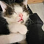 Oréo a rejoint le concours — aidez-le/la à gagner de superbes lots ! animal, black_sleeve, cat, closeup, comfort, cozy, cute, domestic, fur, hand, indoor, kitten, paw, pet, pink_nose, resting, sleeping, whiskers, wood_floor, young