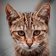 Chorizo participe au concours pour gagner de l'argent avec cette photo : animal, cat, close_up, curious, cute, domestic, ears, eyes, feline, focus, fur, head, mammal, nature, outdoor, pet, portrait, soft_background, tabby, whiskers