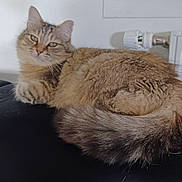 Mistrale a rejoint le concours — aidez-le/la à gagner de superbes lots ! cat, fluffy, indoor, cushion, relaxed, feline, pet, tail, fur, resting, cozy, domestic, mammal, animal, whiskers, ears, face, comfort, home, radiator