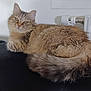 cat, fluffy, indoor, cushion, relaxed, feline, pet, tail, fur, resting, cozy, domestic, mammal, animal, whiskers, ears, face, comfort, home, radiator