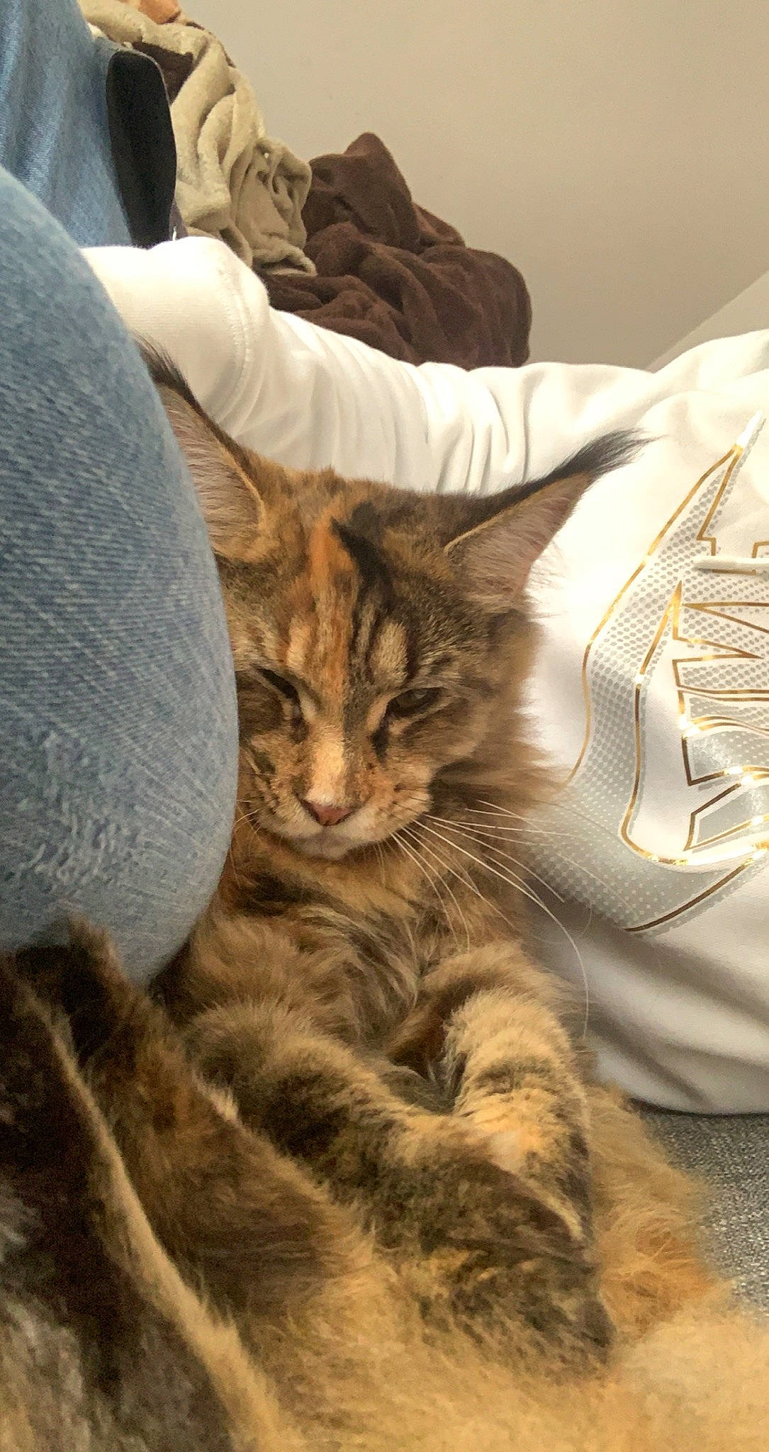 Kara participe au concours pour gagner de l'argent avec cette photo : bed, bedding, brown, carnivore, cat, claw, comfort, domestic_short_haired_cat, fawn, felidae, fur, grey, linens, paw, small_to_medium_sized_cats, snout, tail, tree, whiskers, wood