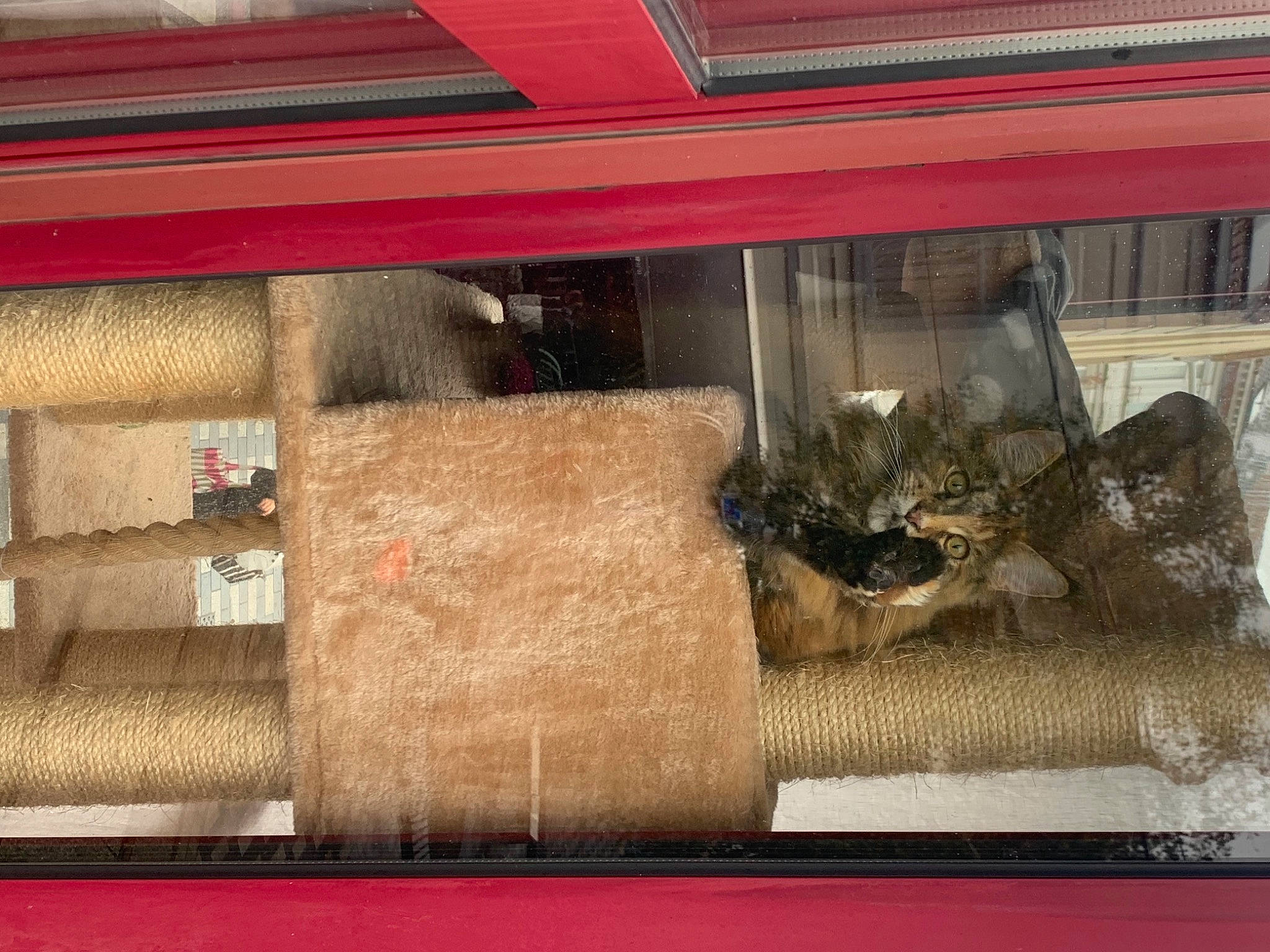 Kara a rejoint le concours — aidez-le/la à gagner de superbes lots ! display_case, flooring, glass, home_accessories, linens, metal, pattern, rectangle, room, shelving, tints_and_shades, transparent_material, window, wood