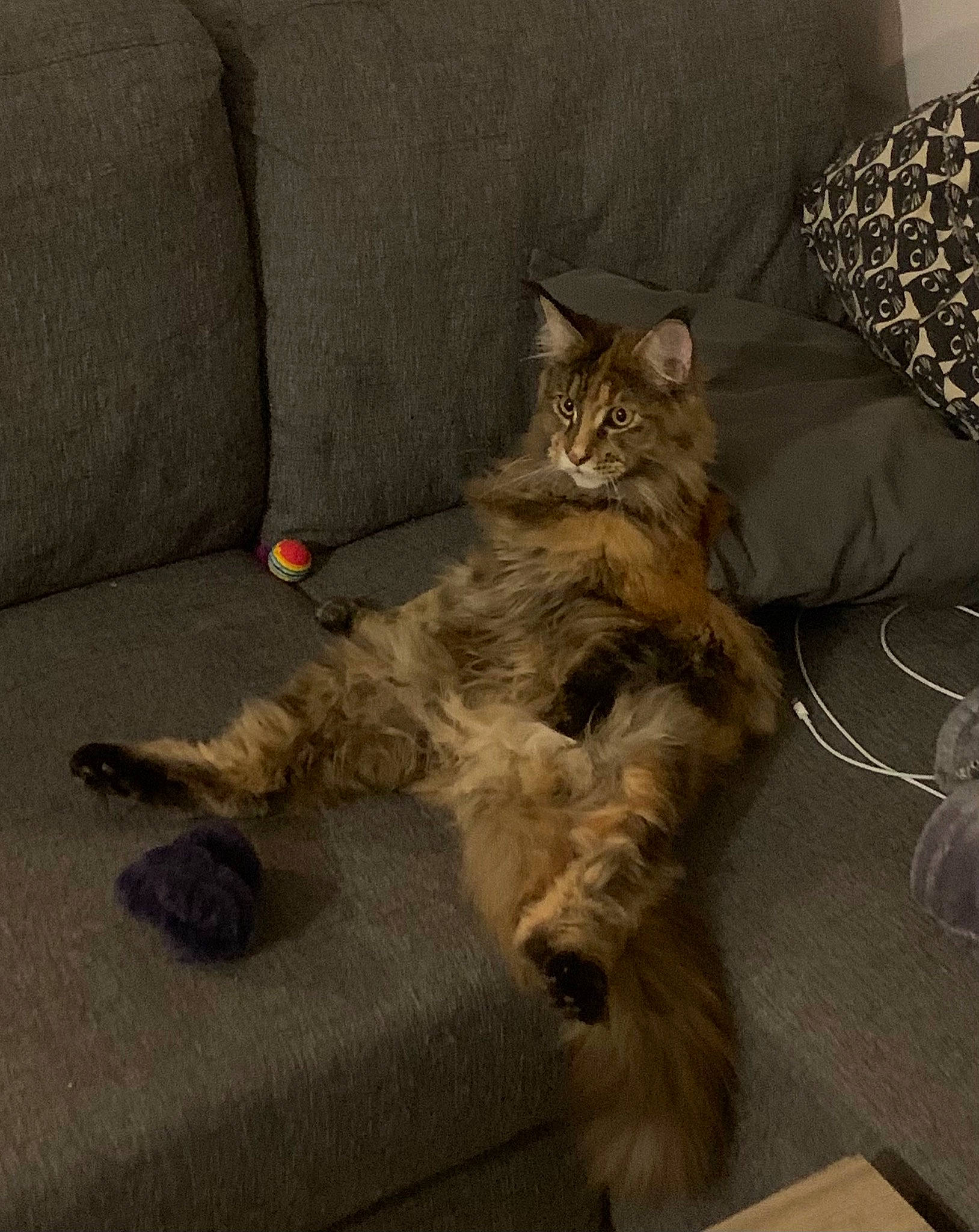 Kara a rejoint le concours — aidez-le/la à gagner de superbes lots ! bed, british_longhair, carnivore, cat, claw, comfort, couch, domestic_short_haired_cat, fawn, felidae, fur, grey, paw, small_to_medium_sized_cats, tail, whiskers