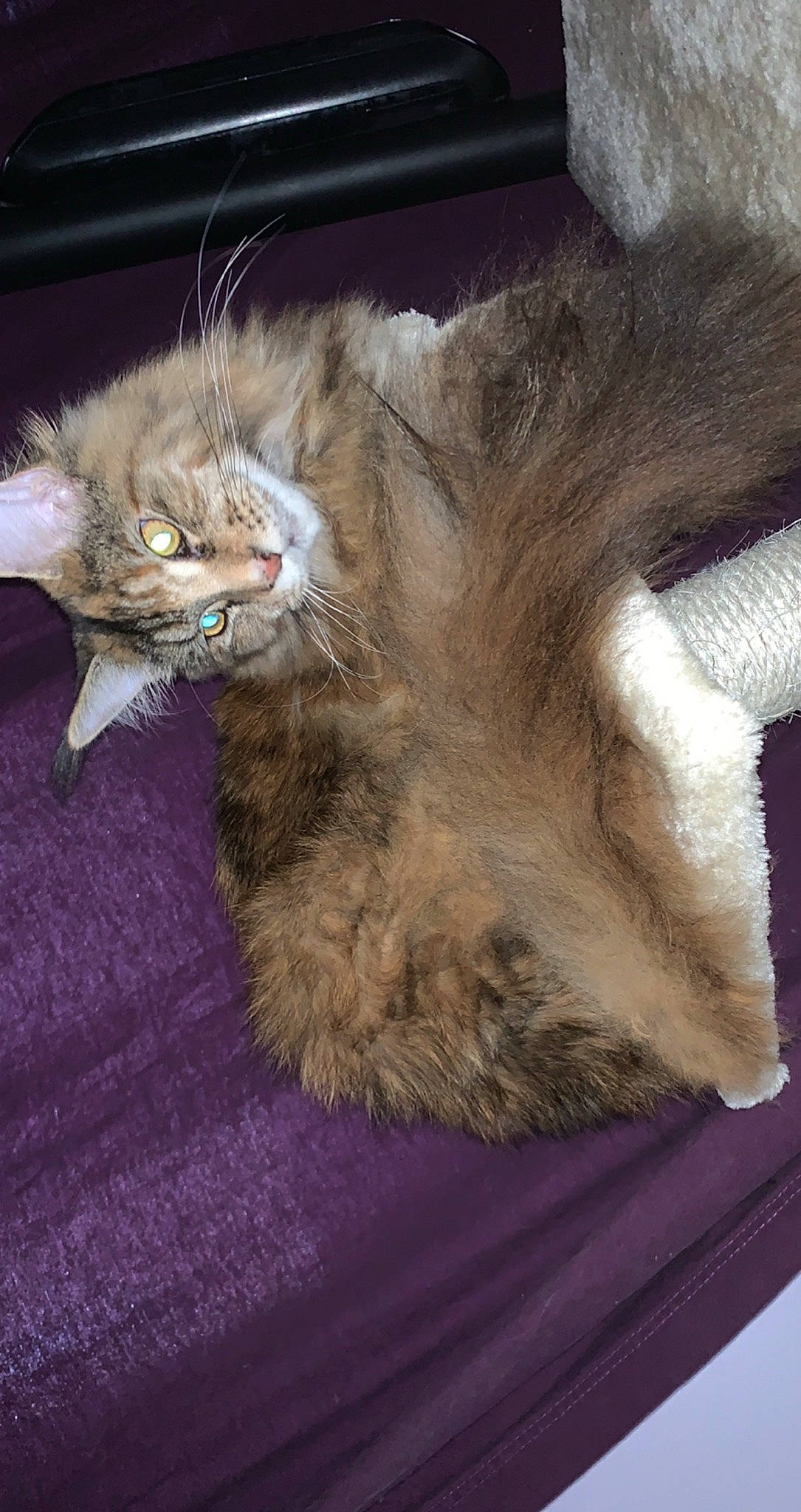 Kara participe au concours pour gagner de l'argent avec cette photo : box, british_longhair, carnivore, cat, claw, comfort, domestic_short_haired_cat, fawn, felidae, fur, nap, paw, small_to_medium_sized_cats, snout, tail, terrestrial_animal, whiskers